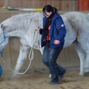 Seminarbericht: Positives Pferdetraining